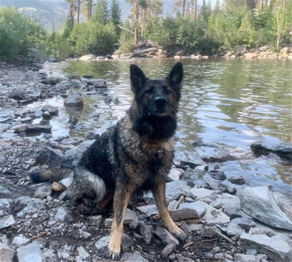 /Images/uploads/International Guiding Eyes Inc/gdapawsitivitycalendar/entries/20043thumb.jpg